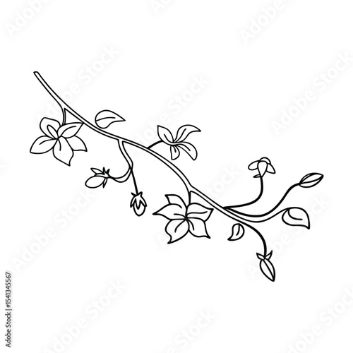 Delicate linear floral branch drawing with flowers and leaves isolated on white background