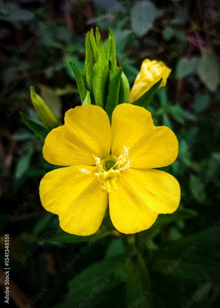 Fototapeta premium yellow common evening primrose flower