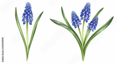 Beautiful Blue Muscari Flowers Spring Blooms Botanical Illustration