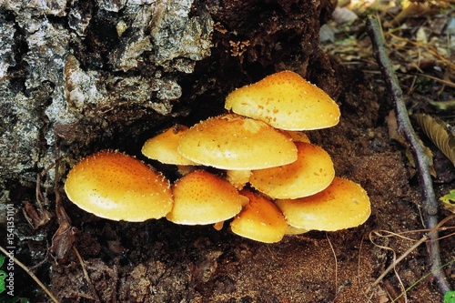 Close-up of Golden Pholiota mushroom (Pholiota aurivella) found growing on decaying wood in Korea. Considered inedible due to potential toxicity and gastrointestinal effects.