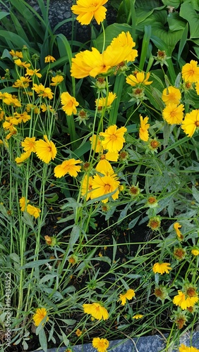 Summer, flowers, flowerbed, petals, leaves, beauty, bloom,