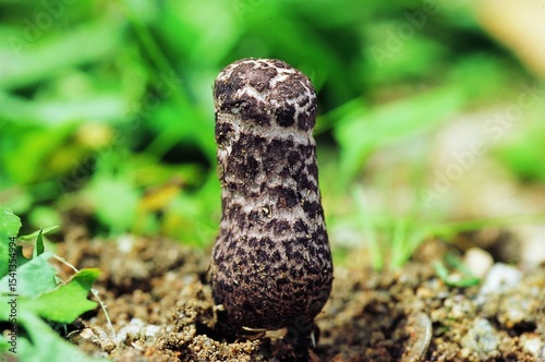 Close-up of Devil's Cigar mushroom (Chorioactis geaster), an extremely rare and unique species found in Korean forest. Inedible and scientifically significant.