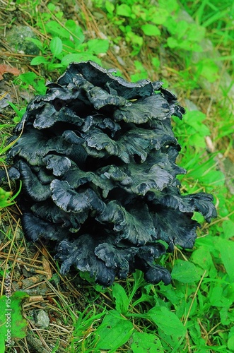 Close-up of Black Trumpet edible mushroom (Craterellus cornucopioides) growing in Korean forest. Highly prized culinary mushroom with rich flavor when cooked.