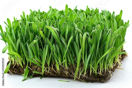 A bundle of wheat grass on white background