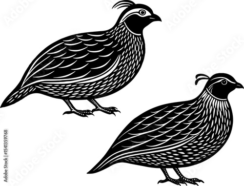 A quail with tiny crest, isolated on a white background. California Quail. Isolated quail on white background