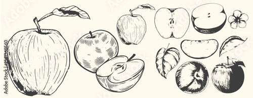 Hand-drawn vintage apple illustration set includes whole apples, sliced apples, and apple branches with leaves.