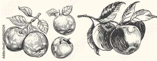 Hand-drawn vintage apple illustration set includes whole apples, sliced apples, and apple branches with leaves.