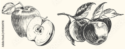 Hand-drawn vintage apple illustration set includes whole apples, sliced apples, and apple branches with leaves.