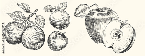 Hand-drawn vintage apple illustration set includes whole apples, sliced apples, and apple branches with leaves.
