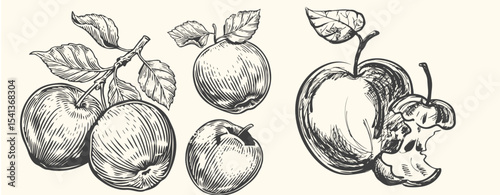 Hand-drawn vintage apple illustration set includes whole apples, sliced apples, and apple branches with leaves.