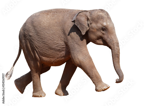 Photography A baby elephant walks across a white background