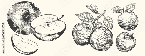 Hand-drawn vintage apple illustration set includes whole apples, sliced apples, and apple branches with leaves.