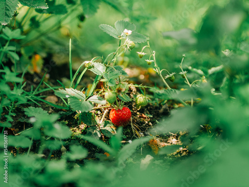 Wild Strawberries on Garden Bed