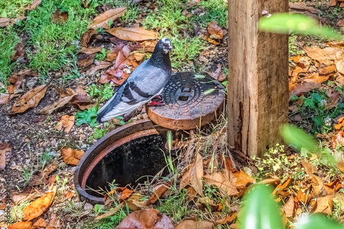 A pigeon stands by an open drain cover in a park, surrounded by fallen leaves and grass. The bird looks alert, while nature and urban elements combine in the scene