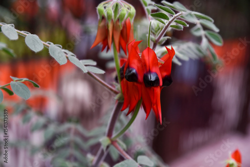 Striking red desert pea flowers with bold black centers on fuzzy green stems. Native to Australia, photographed in a tropical setting.