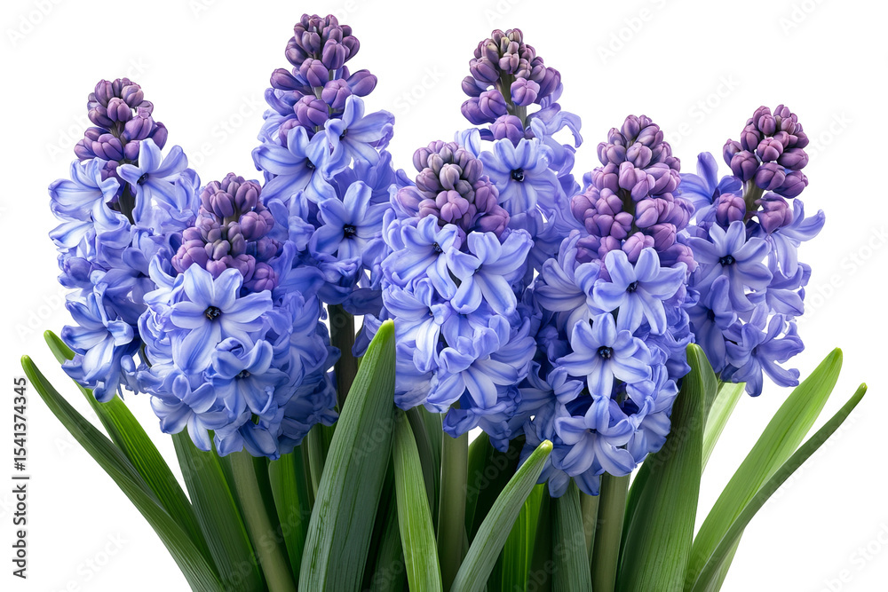Fototapeta premium High-resolution hyacinth blossom cluster isolated on transparent background PNG cut-out — vibrant spring botanical element for seamless floral overlays, wedding invitations and scrapbooking