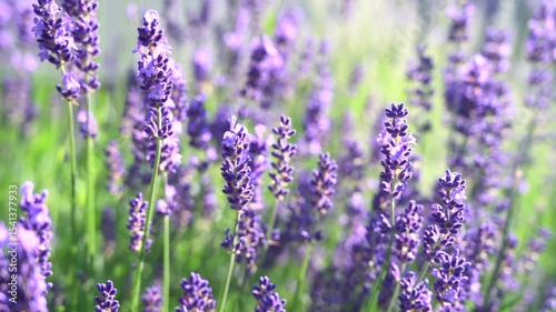 Scented lavender blooming in the garden. Lavandula flowers in the sunlight with a natural blurred background. 