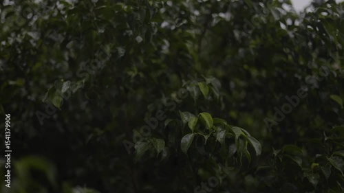 Banyan Tree On A Rainy Day, Video footage for nature and cinematic in seasonal scenes.