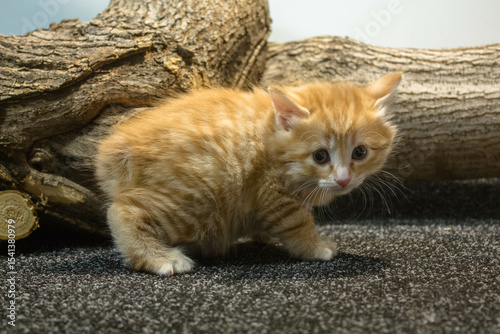 Cute ginger kitten sitting on a piece of wood and looking at camera