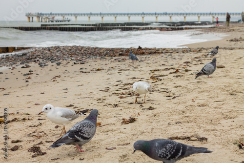 Seagulls and pigeons on the beach in summer.