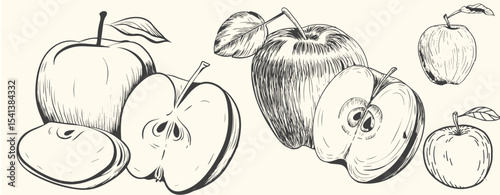 Hand-drawn vintage apple illustration set includes whole apples, sliced apples, and apple branches with leaves.