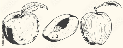 Hand-drawn vintage apple illustration set includes whole apples, sliced apples, and apple branches with leaves.