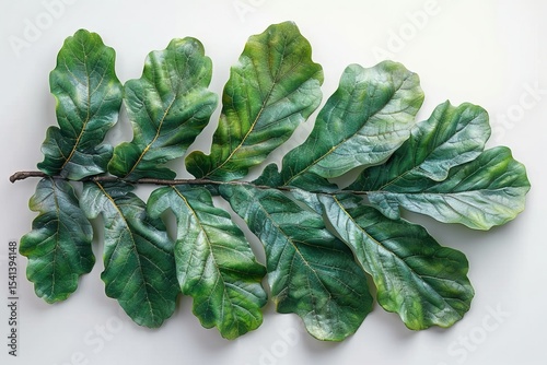 A high detailed oak leaf on white background