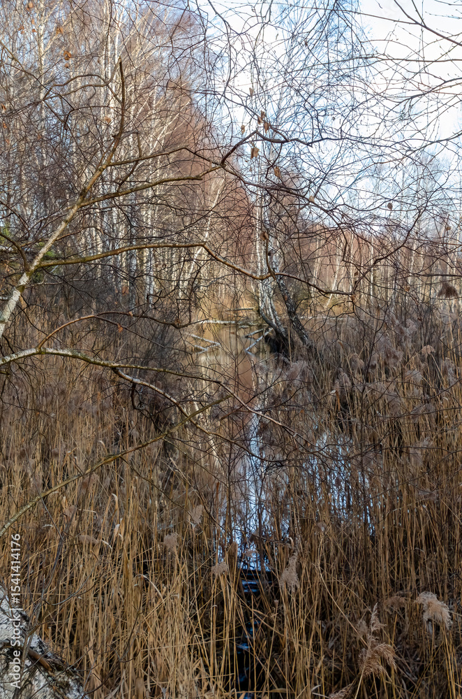 A quiet marshland corner surrounded by dry reeds and bare birch branches. Still wetland view with tangled branches, moody atmosphere, eye-level shot, early spring wilderness theme. A quiet marshland corner surrounded by dry reeds and bare birch branches. Still wetland view with tangled branches, moody atmosphere, eye-level shot, early spring wilderness theme.