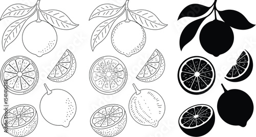Illustration of lemons and slices in outline and silhouette styles