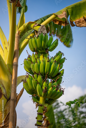 Close up view of a bunch of green bananas growing on a banana tree under bright sunlight. Tropical fruit and plant life in a sunny natural environment farming, agriculture, and botany concept.