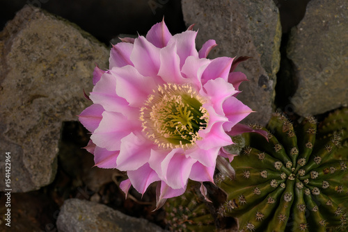 Large beautiful cactus flower booming on black background