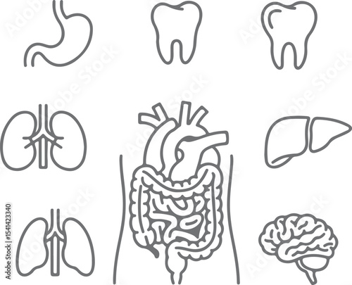 Gray Scale Human Internal Organs Anatomy Diagram Illustration Stomach Teeth Lungs Heart Liver Kidneys Intestines Brain Silhouette Medical Healthcare