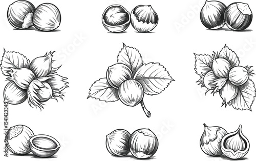 A collection of detailed hazelnut illustrations on a white background