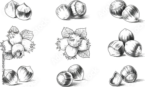 Various pencil drawings of hazelnuts in different arrangements and styles