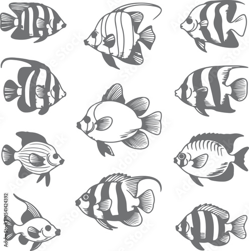 Twelve Gray Scale Angelfish Silhouettes Detailed Drawings of Tropical Fish Aquatic Life Illustrations White Background Marine Animal Designs