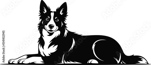 Black and white border collie lying down with a happy expression on face