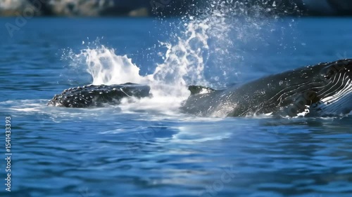 Two beautiful humpback whales play in clear blue sea waters. Wonderful scene, nature, aquatic life, travel and wildlife.