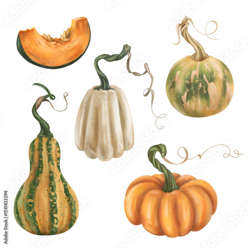 Set of autumn harvest of ripe pumpkin. Fresh farm vegetables, healthy organic food, vegetarianism. Garden plants, agriculture, seasonal plants. Nature, agronomy and rural life. Isolated illustration