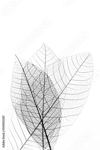 Delicate Skeleton Leaves Against Minimal White Background