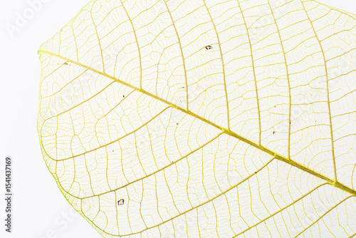 Delicate Skeleton Leaf with Intricate Veins on White Background