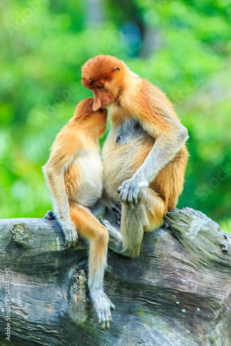 proboscis monkey or nasalis larvatus