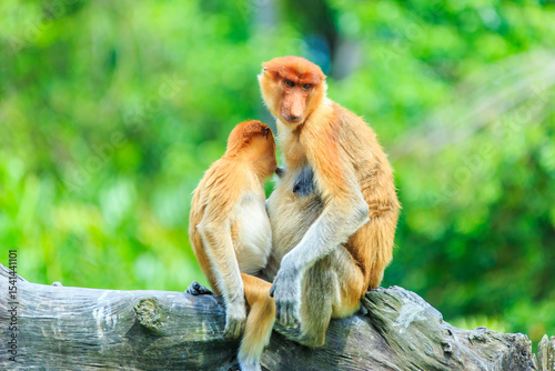 proboscis monkey or nasalis larvatus