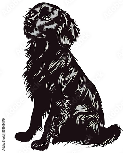 A regal black dog with flowing fur sitting proudly against a white background.