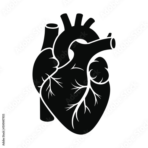 Human heart anatomy vector