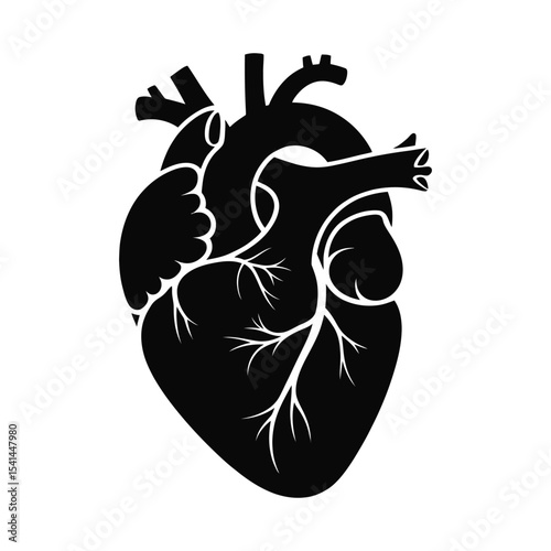 Human heart anatomy vector