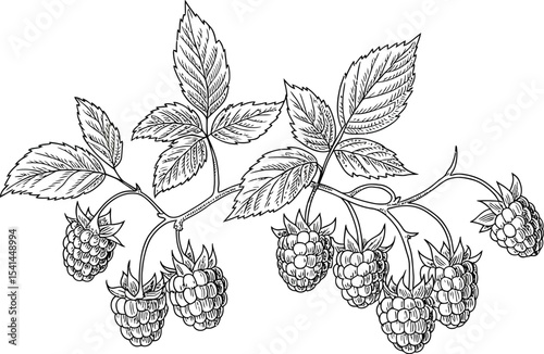A detailed monochrome drawing of a raspberry branch with leaves and fruit