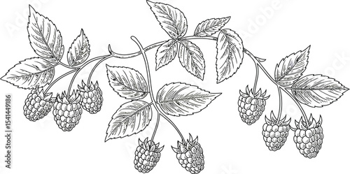 Illustration of a raspberry branch with leaves and ripe berries artful