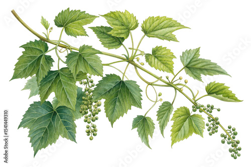  Bush grape or three-leaved wild vine cayratia png 