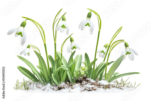 High-resolution snowdrop flower bouquet PNG clipart on transparent background for seamless botanical cutouts, wedding invitations, sublimation prints, digital scrapbooking and elegant floral design
