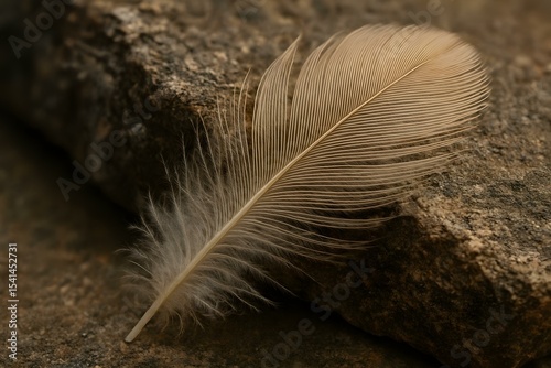 Delicate Feather Lying on a Rough Stone Surface with Natural Textures and Earthy Tones, Highlighting the Contrast Between Softness and Strength